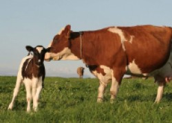 Коровы тоже могут быть суррогатными матерями