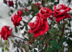 Как укрепить розу к зиме
