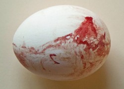 Почему яйца стали в кровавых подтеках