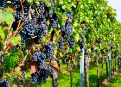 Укрываем виноград: способы для трудолюбивых и ленивых