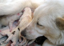 Может ли родить собака после стерилизации