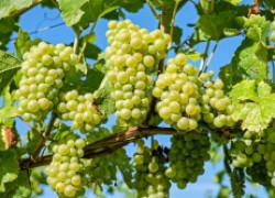 Химия на винограднике к добру