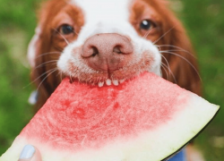 Какие фрукты можно дать любимой собаке?