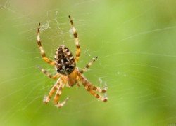 Вредны ли пауки на даче