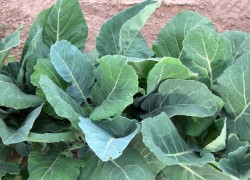 Как вырастить листовую капусту?
