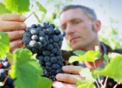 Самые поздние сорта винограда
