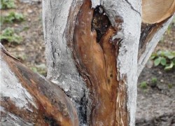 Морозобоины: защитите деревья в саду
