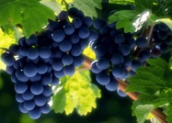 Виноград для проблемных участков