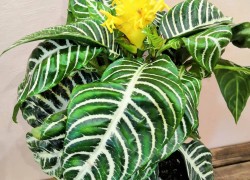 Афеландра – растение-зебра 