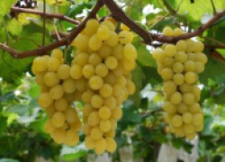 Самые полезные препараты для винограда