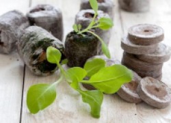 Торфяные таблетки – находка для ленивого садовода
