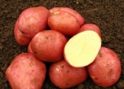 Картошку сорта Беллароза не съест колорадский жук