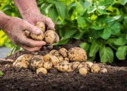Четыре правила качественной подготовки картофеля к весенней посадке
