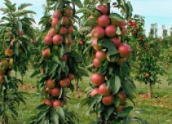 6 важных работ для колонновидных яблонь