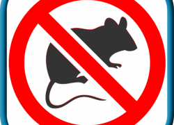 Операция «антимышь»: мышей не убиваем, а отгоняем как остановить зимний мышиный пир в вашем саду, не прибегая к смертоубийству