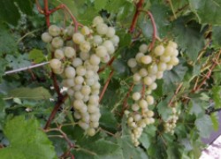 Сибирский виноград − не экзотика