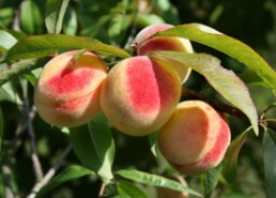 Как вырастить персики в зоне риска