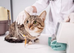 Инсульт у животных: как лечить