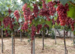 Выведение высокоштамбовых формировок винограда