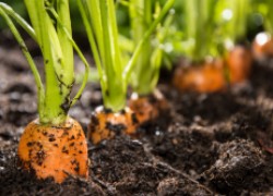 Два эффективных способа посева моркови
