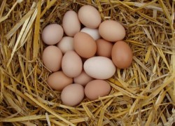 Как определить пол цыпленка по яйцу?