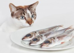 Не смейте кормить своих кошек рыбой