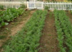 Гербициды для теплицы и огорода