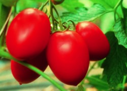 Почему помидоры-сливки жесткие и невкусные