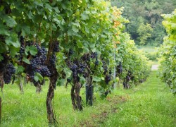 Зачем залужают травой виноградник