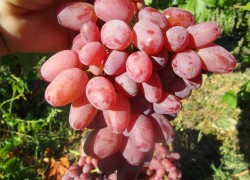 Аркадия розовая – виноград, который любят все