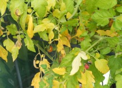 Почему желтеет листва у помидоров