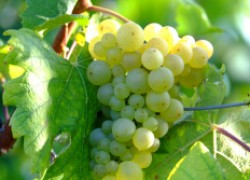 Боремся с болезнями винограда (вредоносный букет)