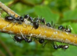Четыре эффективных способа борьбы с садовыми муравьями
