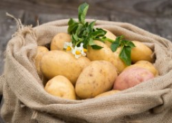 Восемь секретов картофельного урожая