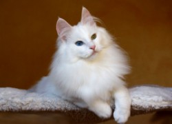 Глухота белых кошек