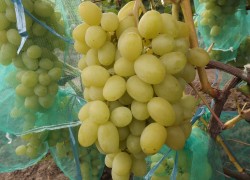Бомбовые сорта винограда, приобретающие популярность