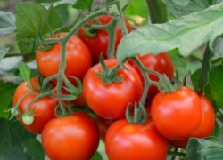 Болезни томатов: вершинная гниль