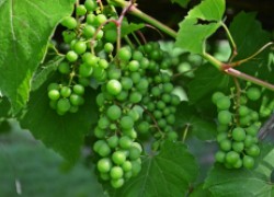 Что делать с виноградным горохом
