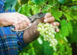 Определение зрелости винограда