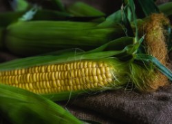 Пустые початки: о проблемах кукурузы