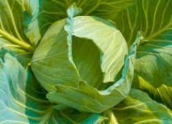 Черные прослойки у капусты: лечим урожай еще на грядке