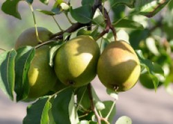 7 шагов от вредителей яблонь и груш