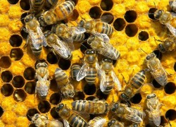 О чем общаются пчелы