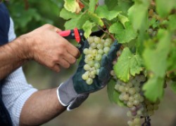 Сбор и хранение гроздей винограда