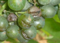 Почему лопается виноград