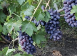 Байконур на винограднике