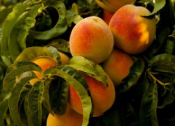 Почему персики стали горькими