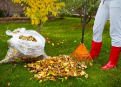 Убирать ли опавшую листву