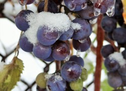 Опасны ли для винограда осенние заморозки