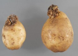 Рак картофеля – угроза урожаю